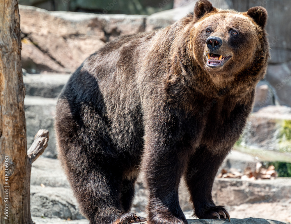 Brown Bear in the Indianapolis Zoo Brown Bear in the Indianapolis Zoo