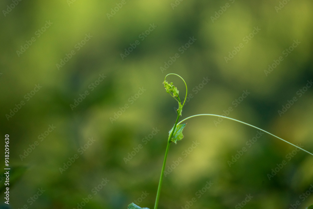 Green leaf background textures ecology garden on tropical rain forest jungle banana leaves palm tree. Greenery bright nature abstract pattern design element. Green eco environment system concept. Green leaf background textures ecology garden on tropical rain forest jungle banana leaves palm tree. Greenery bright nature abstract pattern design element. Green eco environment system concept.