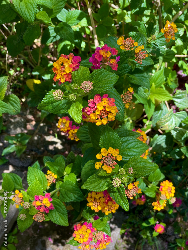 orange flowers in garden orange flowers in garden