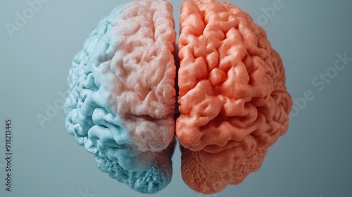 This image depicts a brain model split into two halves, one half in blue and the other in orange, illustrating the concept of duality and hemispheric specialization in the human brain. photo