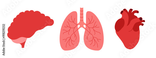 Set of human internal organs flat icons. Brain, heart and lungs on white background. Neurology, pulmonology and cardiology concept. Vector illustration