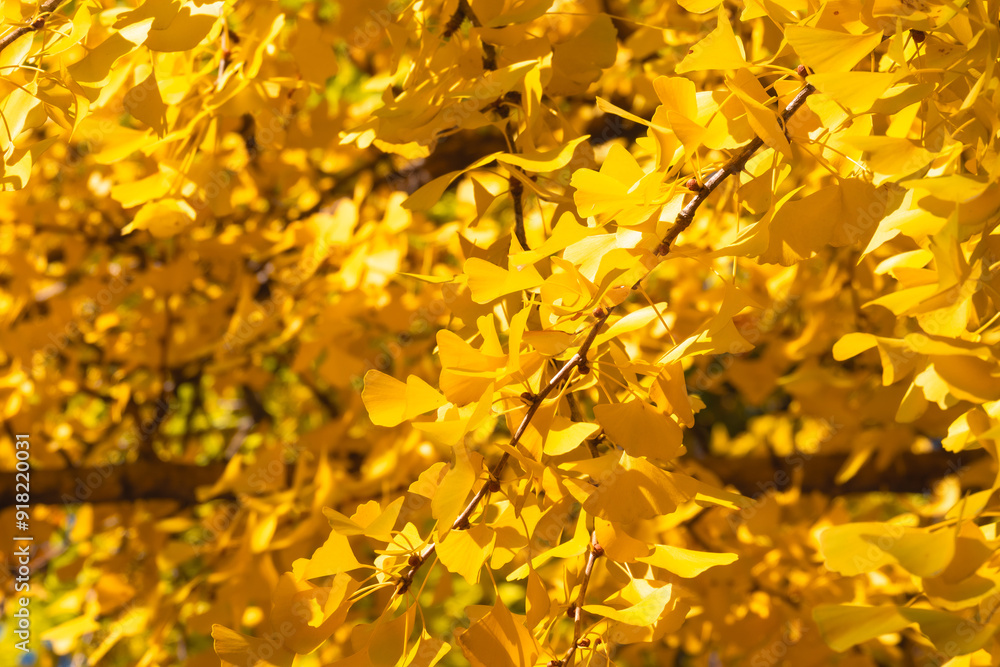 Obraz premium Golden Ginkgo Branches and Leaves