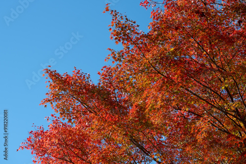 Maple Tree with Red Leaves Against a Blue Sky