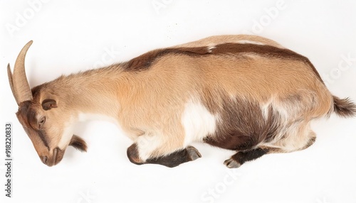 Animal concept of a myotonic goat or Tennessee fainting goat, with myotonia congenita a hereditary condition that may cause it to stiffen or fall over when excited or startled. Isolated on white photo