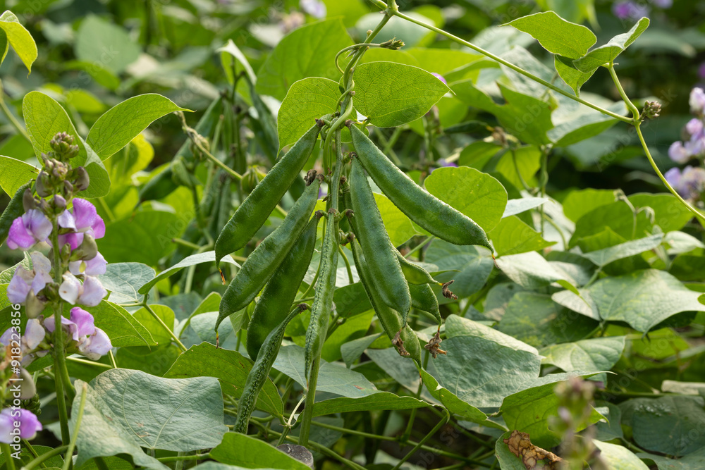 Beautiful hyacinth bean Plant in Bangladesh. Green hyacinth bean Agriculture. Beautiful hyacinth bean Plant in Bangladesh. Green hyacinth bean Agriculture.