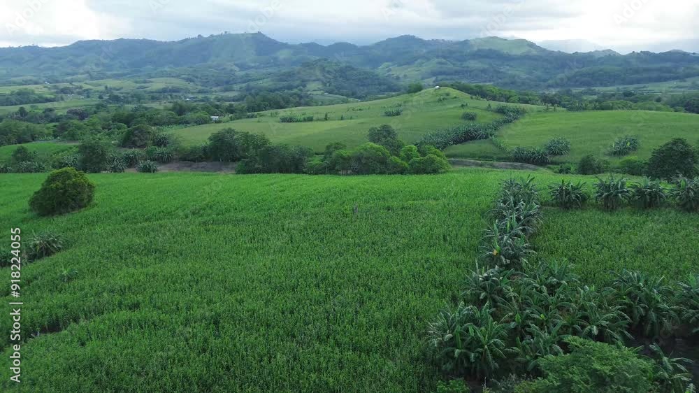 Amidst the forested mountains of the Cordilleras, there are cornfields on the rugged terrain Drone aerial Amidst the forested mountains of the Cordilleras, there are cornfields on the rugged terrain Drone aerial