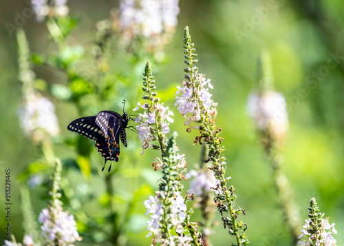 Black Swallowtail Butterfly on American Germander in Brazos Bend State Park