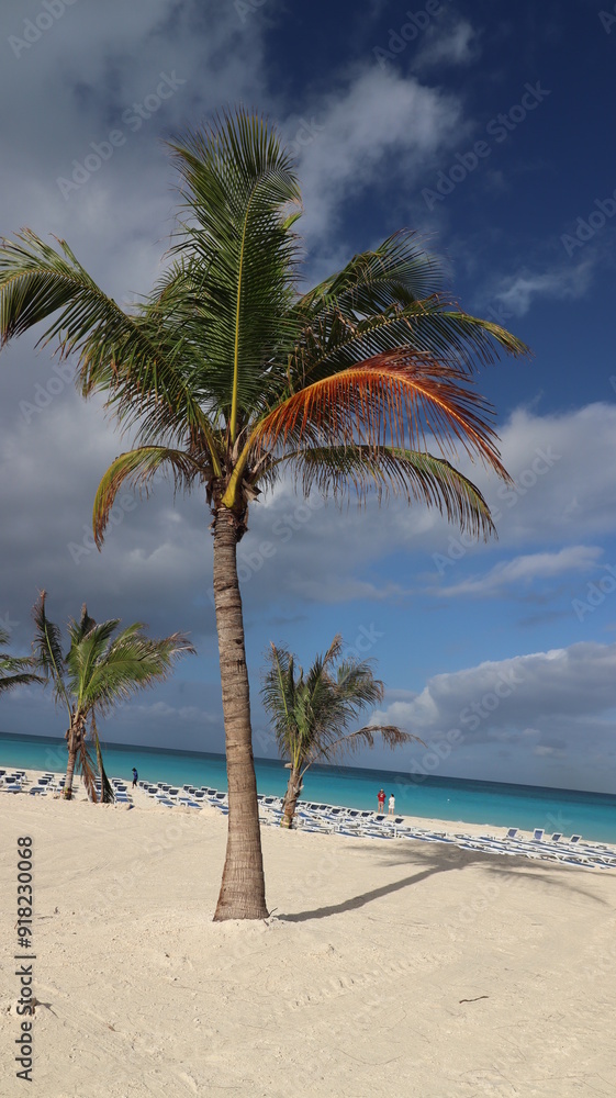 Obraz premium Bimini Palm Tree on a White Sand Beach with Turquoise Water 