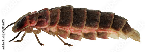 Common glow-worm of Europe, Female of Lampyris noctiluca, luciola italica, isolated on transparent background photo