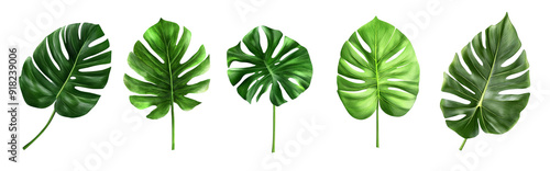 Conjunto de hojas tropicales como monstera, pluma de loro y otras plantas verdes. Un arreglo de plantas tradicional al estilo del follaje de las hojas del bosque natural proporciona un fondo estético  photo