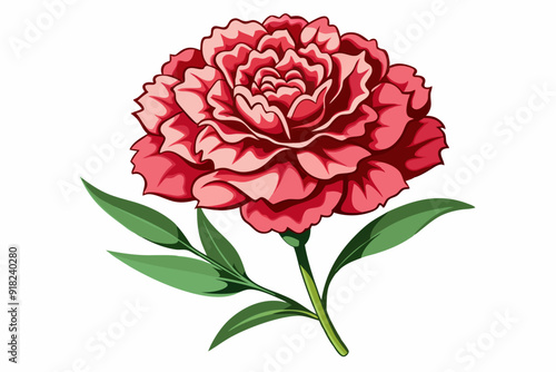 A Single Pink Carnation with Green Leaves