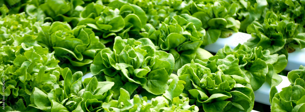 Banner fresh organic hydroponic vegetable plantation produce green salad hydroponic farm. Panorama Green oak lettuce salad in Organic Farm. Salad farm vegetable green oak lettuce with copy space Banner fresh organic hydroponic vegetable plantation produce green salad hydroponic farm. Panorama Green oak lettuce salad in Organic Farm. Salad farm vegetable green oak lettuce with copy space