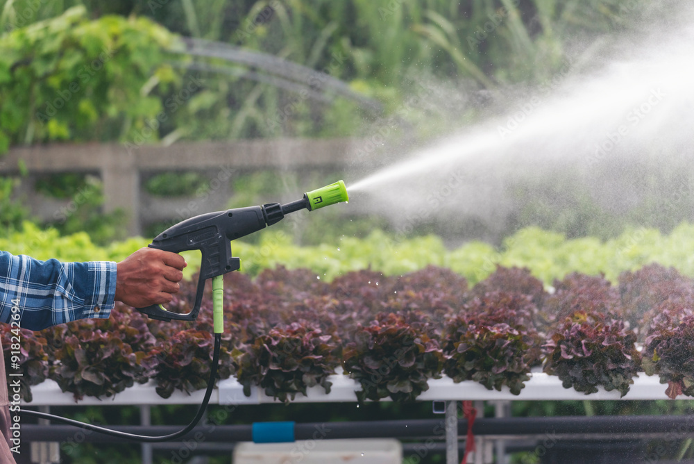 Obraz premium Backside farmer man watering in salad farm. Men owner spray water plant in Salad farm vegetable green oak red oak lettuce organic hydroponic vegetable plantation gardener green salad cultivate farmer