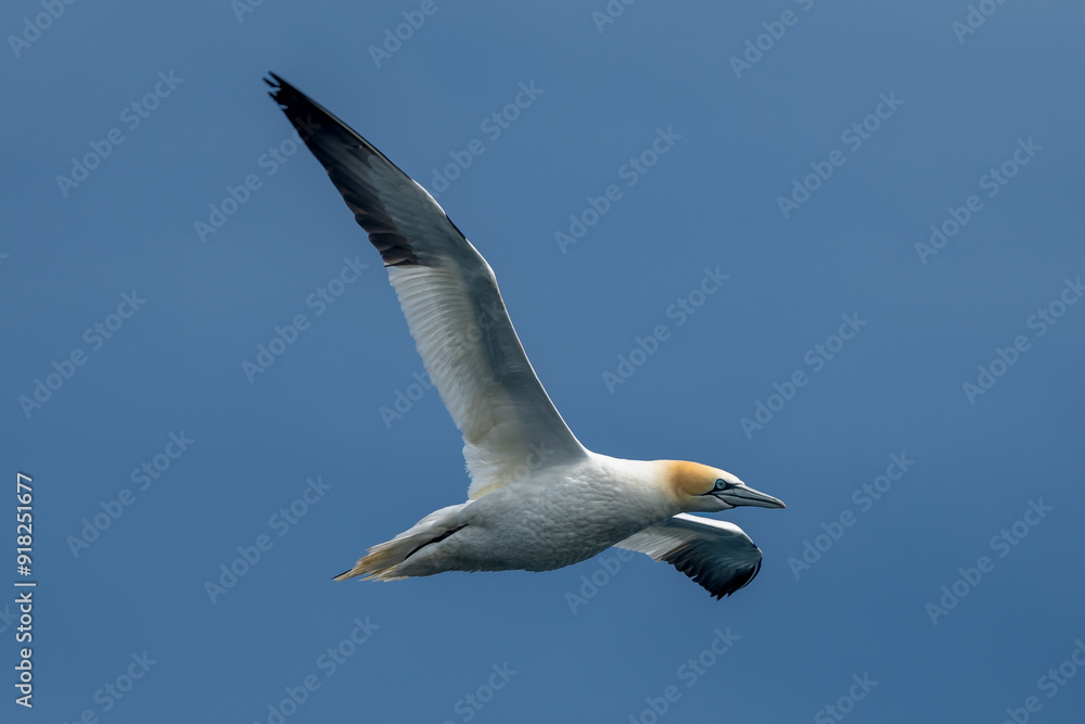 Flying Seabird Northern Gannet (Morus Bassanus) On Island Bass Rock In The Atlantic Ocean Of Firth of Forth At North Berwick Near Edinburgh In Scotland Flying Seabird Northern Gannet (Morus Bassanus) On Island Bass Rock In The Atlantic Ocean Of Firth of Forth At North Berwick Near Edinburgh In Scotland
