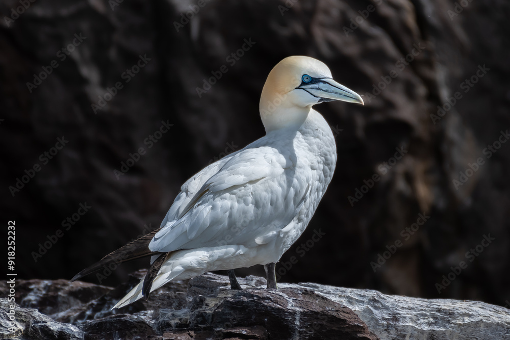 Obraz premium Nesting Seabirds Northern Gannets (Morus Bassanus) On Island Bass Rock In The Atlantic Ocean Of Firth of Forth At North Berwick Near Edinburgh In Scotland