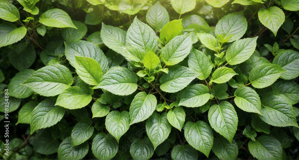 green leaves background green leaves background