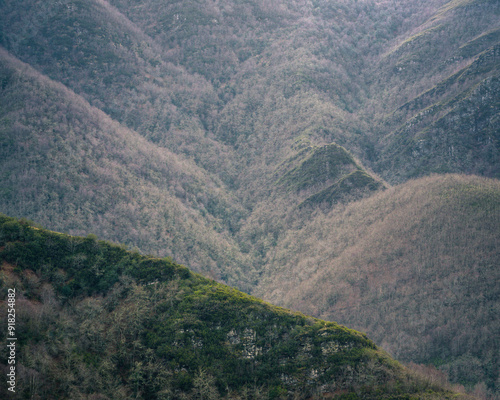 Shaggy forest fur on the huge backs of the mountain