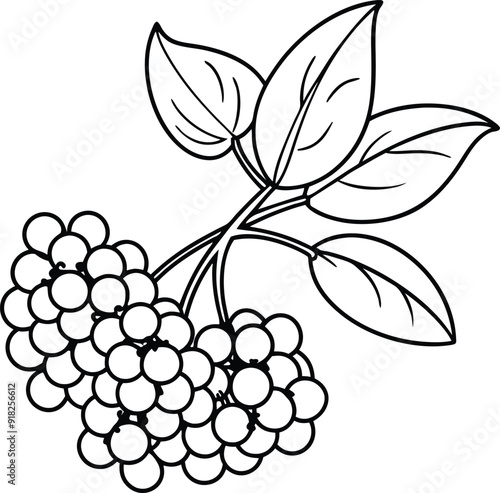 bunch of grapes vector