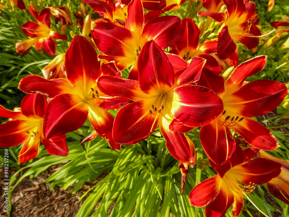 Daylilies Growing In The City Garden In Summer