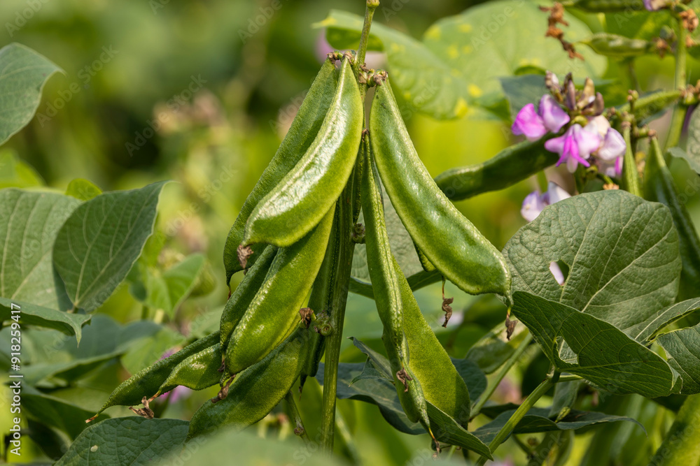 Closeup image of hyacinth bean tree with beans (Seem) and purple flowers Closeup image of hyacinth bean tree with beans (Seem) and purple flowers