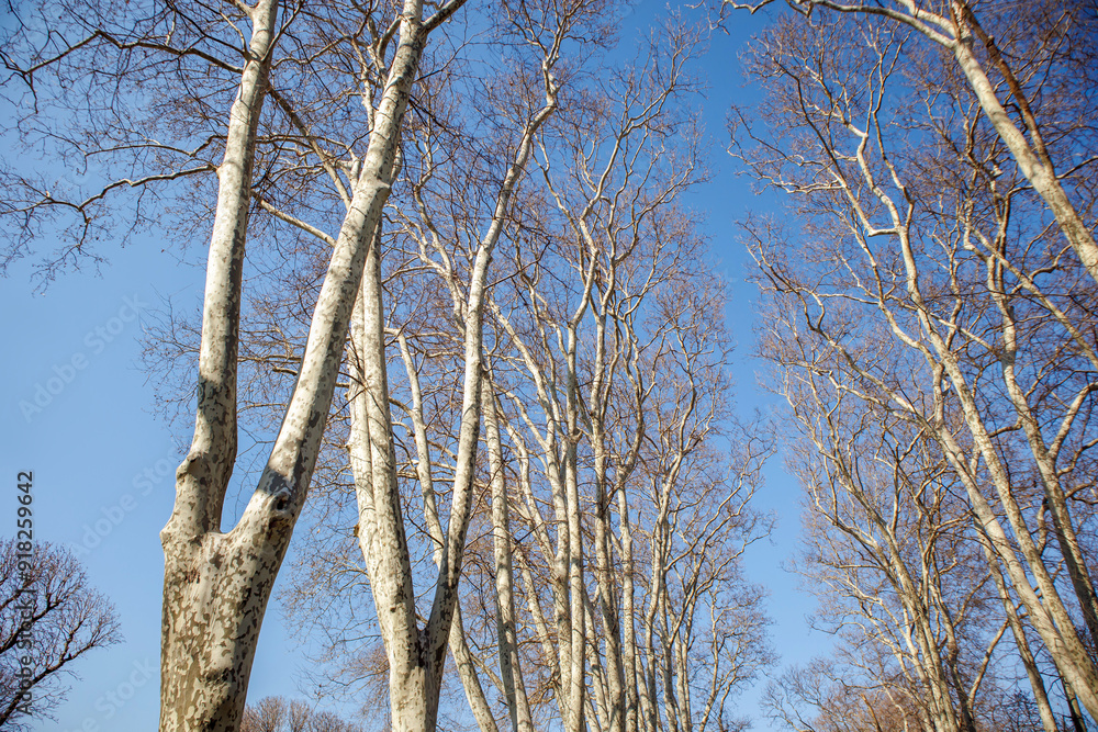 view of trees in winter at woodland view of trees in winter at woodland