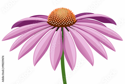 Pink Coneflower with Orange Center and Green Stem