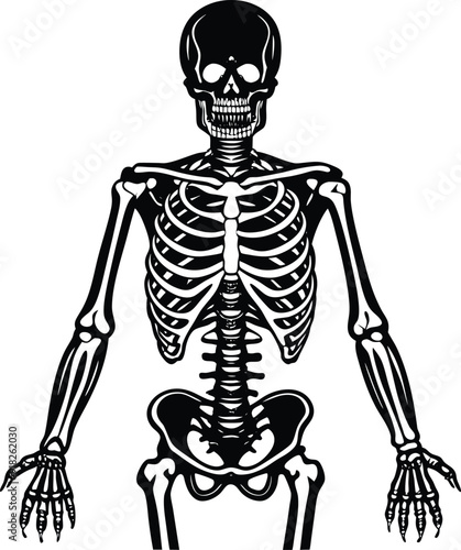 3d rendered illustration of a human skeleton