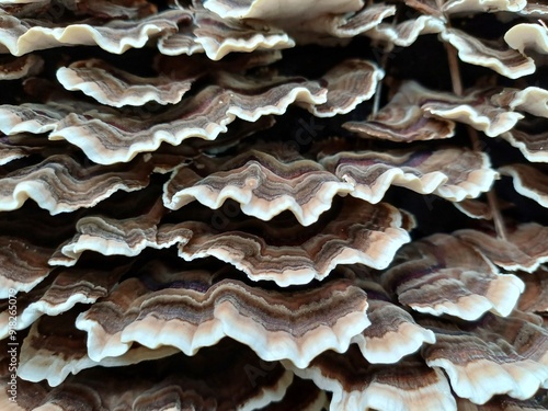 Turkey tail fungus covers a log. Close up.