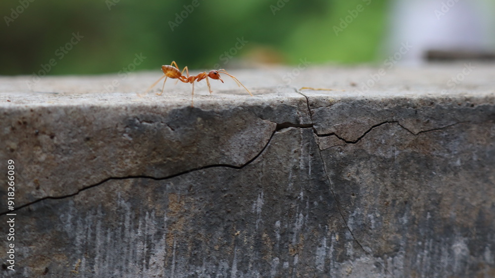 Red weaver ants is walking on the wall surface Red weaver ants is walking on the wall surface