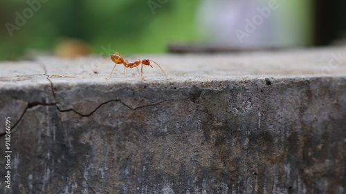 Red weaver ants is walking on the wall surface