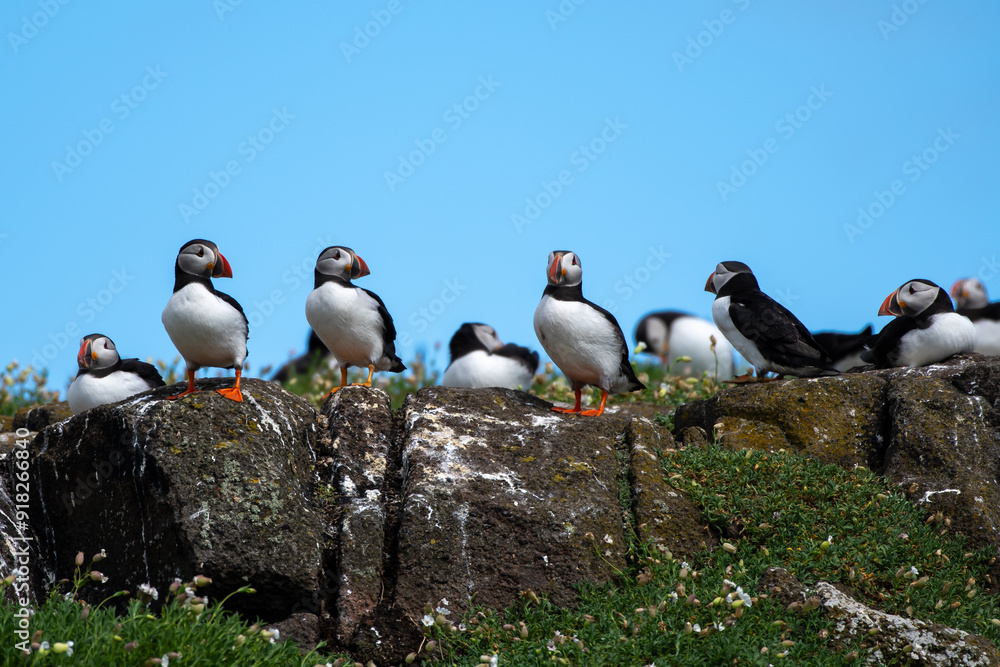 Fototapeta premium Group Of Seabird Species Atlantic Puffin (Fratercula arctica) On The Isle Of May In The Firth Of Forth Near Anstruther In Scotland