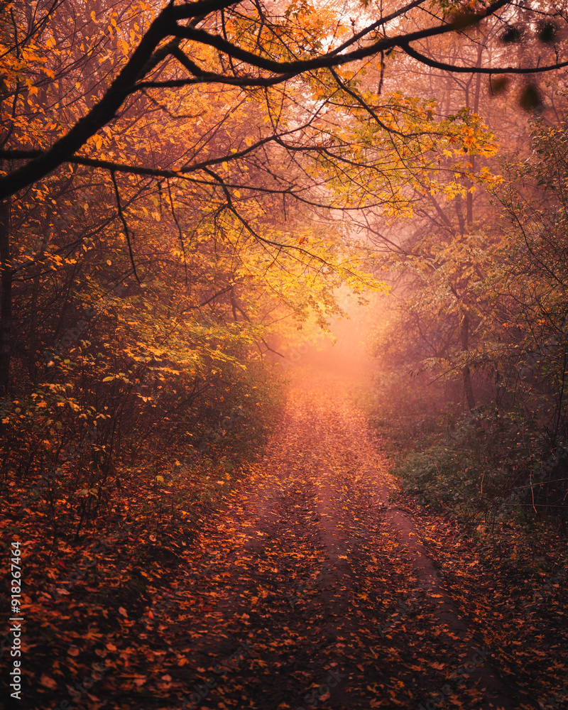 Nice autumnal scene in the forest