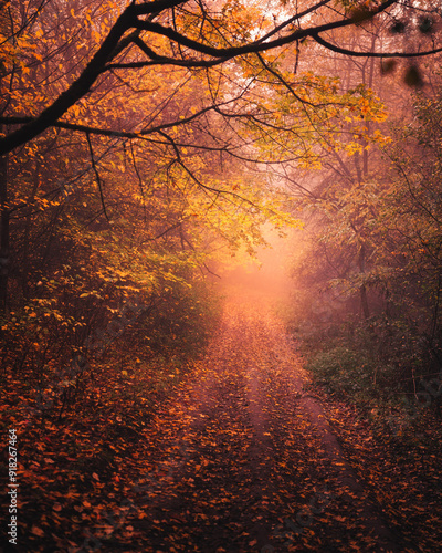 Obraz na płótnie Nice autumnal scene in the forest w salonie