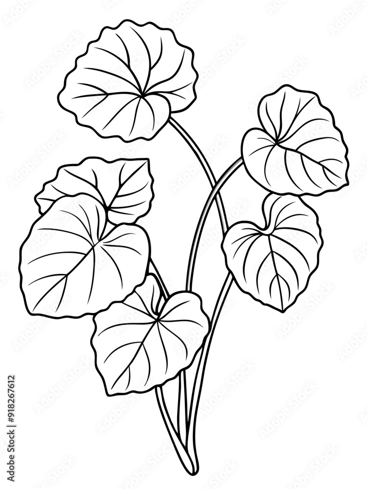 Line art of Nasturtium plant Line art of Nasturtium plant