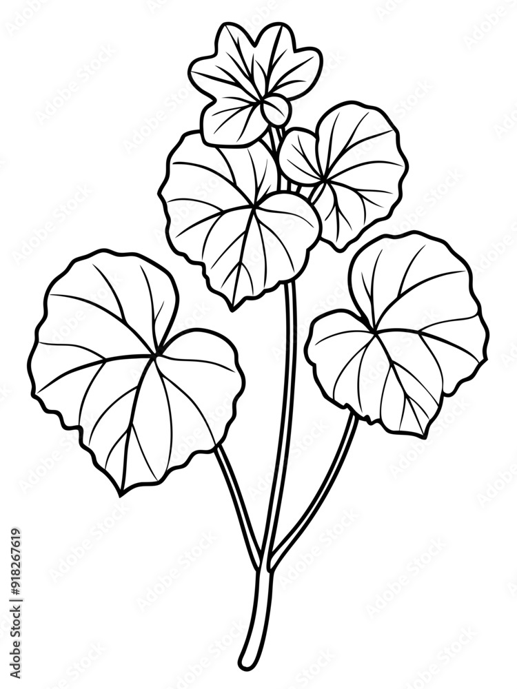 Line art of Nasturtium plant 