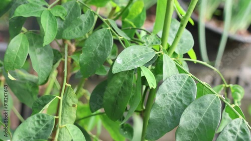 Wallpaper Mural Sweet leaf bush or star gooseberry Leaves Torontodigital.ca