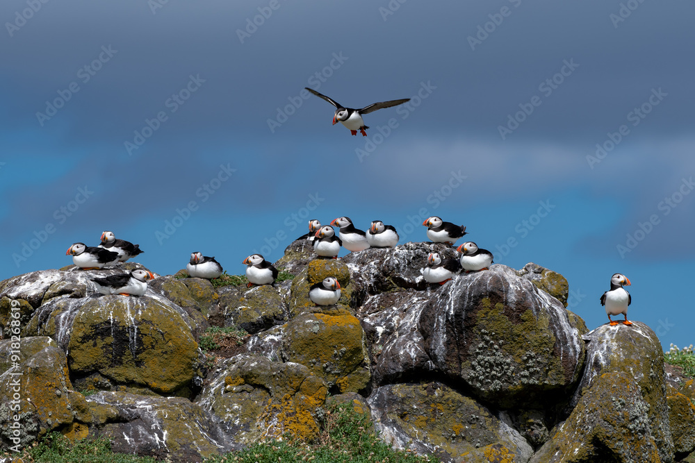 Group Of Seabird Species Atlantic Puffin (Fratercula arctica) On The Isle Of May In The Firth Of Forth Near Anstruther In Scotland Group Of Seabird Species Atlantic Puffin (Fratercula arctica) On The Isle Of May In The Firth Of Forth Near Anstruther In Scotland