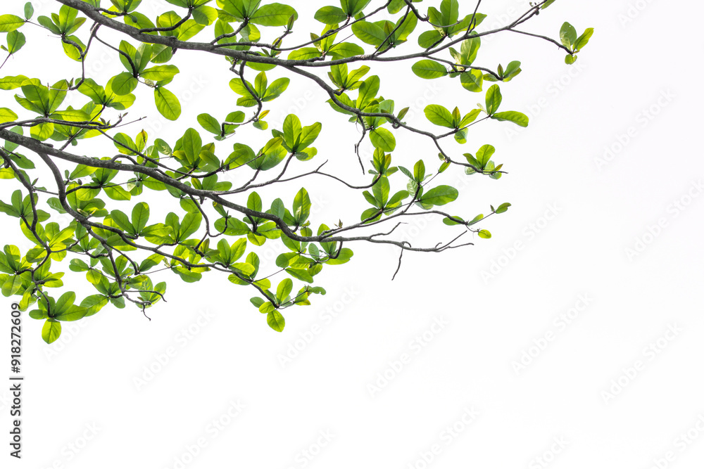Terminalia catappa tree Isolated Terminalia catappa tree Isolated