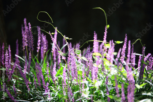 Summer scenery of Damyang Metasequire Forest Road in Jeollanam-do, Korea, with purple broadleaf liriope flowers blooming. photo