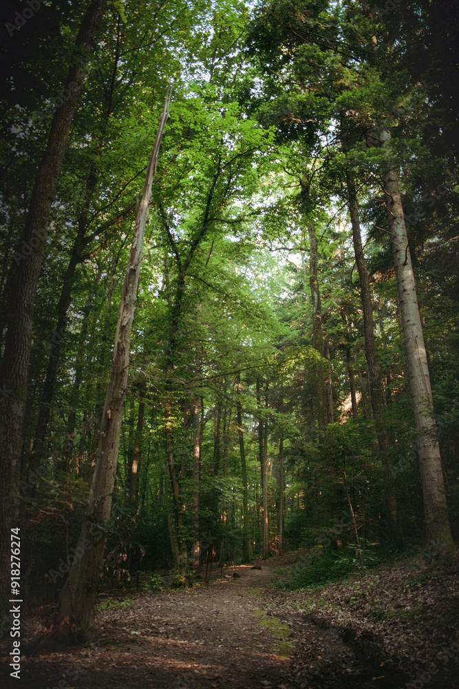 Obraz premium Pathway Through the Trees