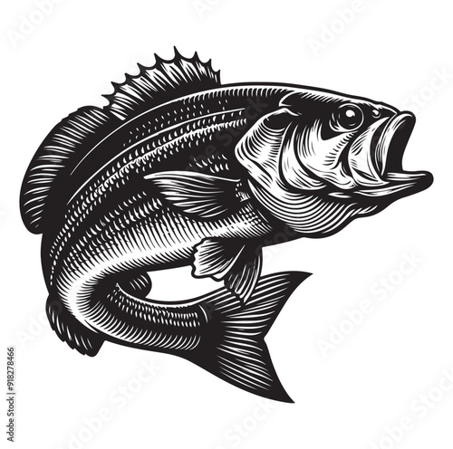 sea bass fish illustration silhouette vector