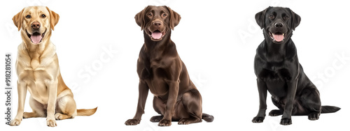 Full body of Labrador Retrievers dog in sitting poses, smile face, yellow chocolate and black color, isolate on transparent background photo