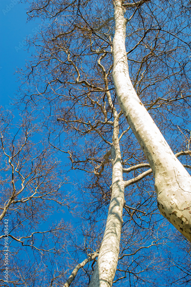 Fototapeta premium long trees stretching to blue sky 