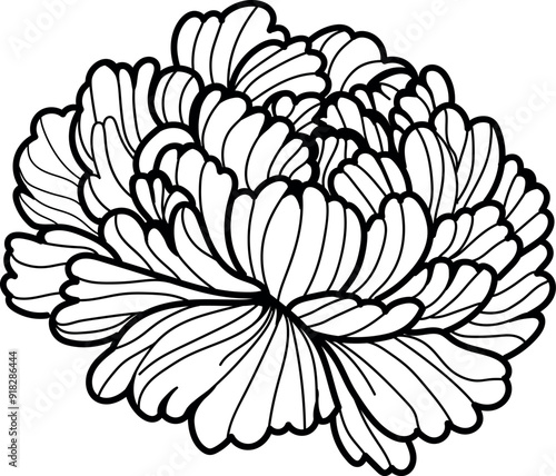 black and white botanical illustration of a blooming peony flower