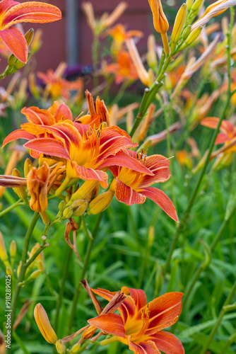 Orange daylily blooms profusely on the nature.