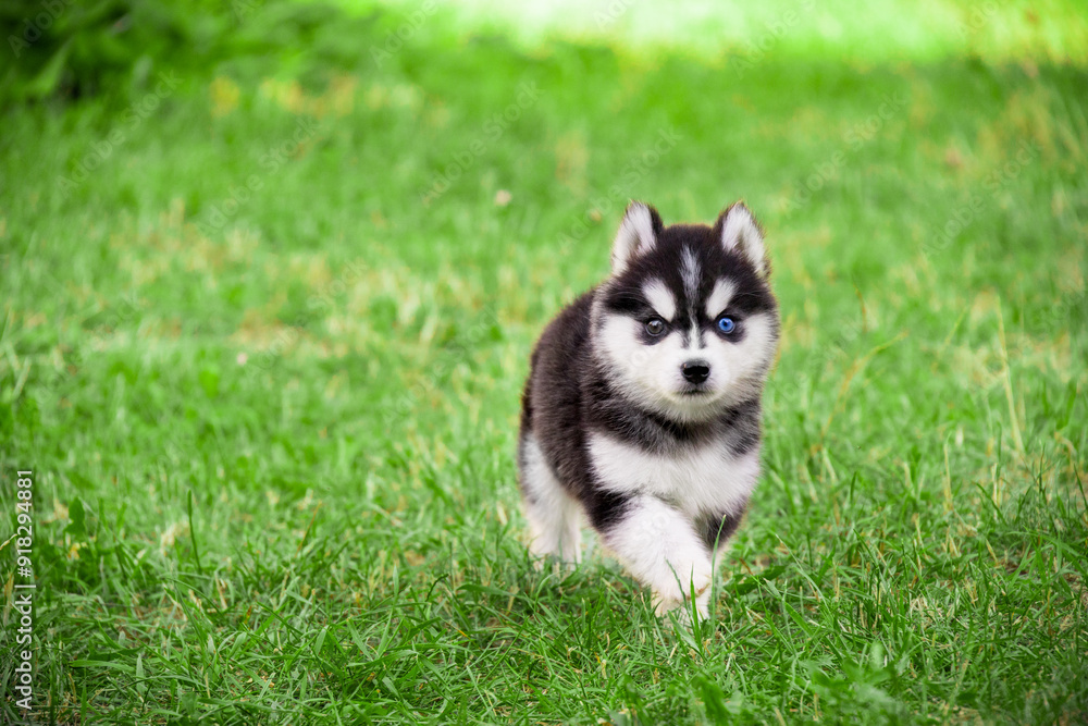 Lovely little black and white Husky Malamute Pomsky puppy running on the grass in the park in spring Lovely little black and white Husky Malamute Pomsky puppy running on the grass in the park in spring