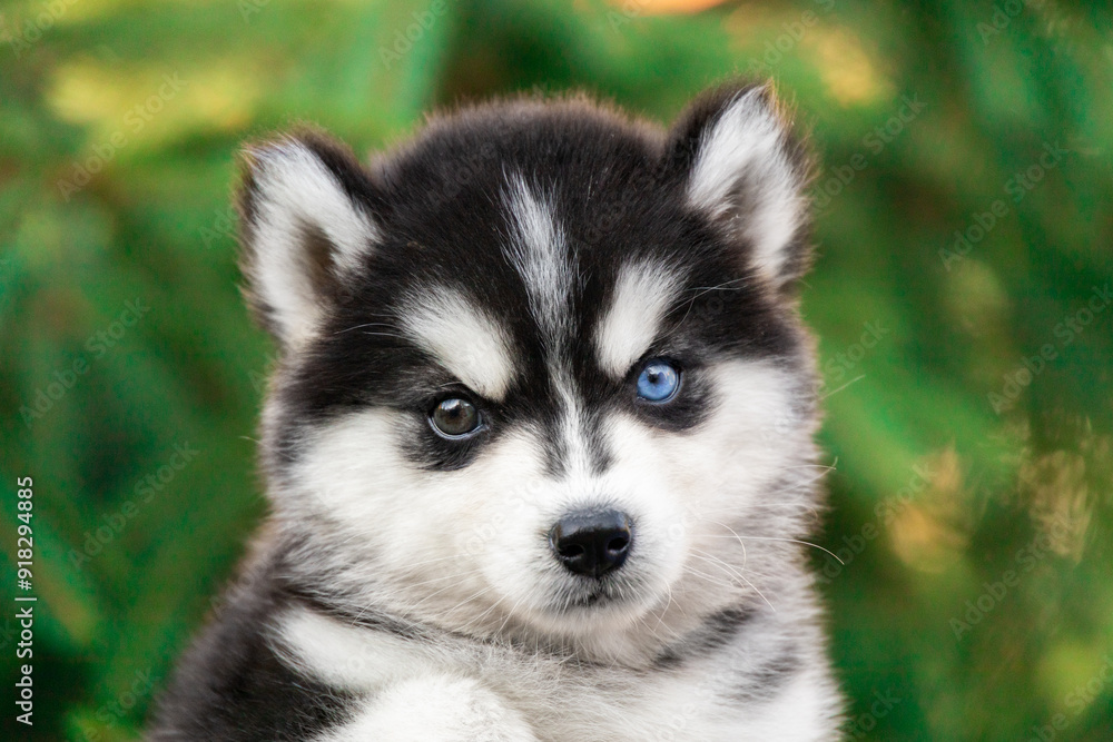 Lovely little black and white Husky Malamute Pomsky puppy portrait Lovely little black and white Husky Malamute Pomsky puppy portrait