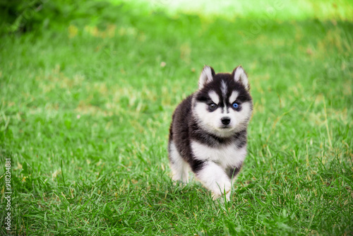 Lovely little black and white Husky Malamute Pomsky puppy running on the grass in the park in spring