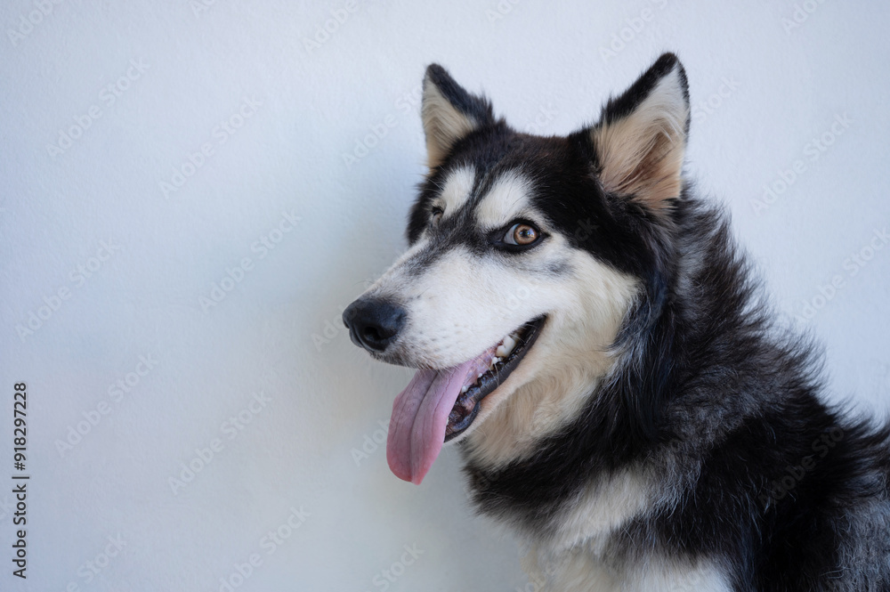 Profile portrait of husky dog Profile portrait of husky dog