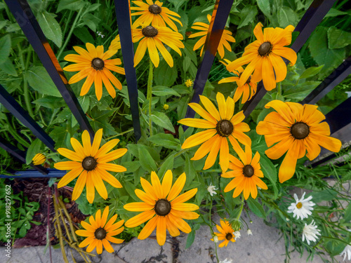 Black-eyed Susans Growing By A Black Metal Fence photo